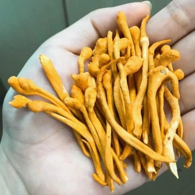 Đông Trùng Hạ Thảo Sấy Thăng Hoa 10g – Giảm Giá 150k, Tăng Cường Sức Khỏe, Da Đẹp 4