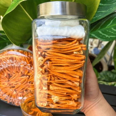 Đông Trùng Hạ Thảo Sấy Thăng Hoa Sợi Đặc Biệt 50g - Hữu Cơ, Nuôi Trồng Tại Xưởng, Giá chỉ 399.000₫