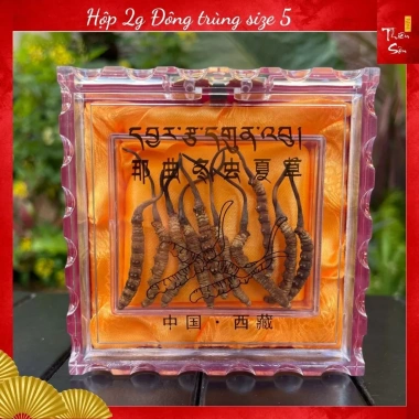 Đông Trùng Hạ Thảo Tây Tạng Nguyên Con 10 con Size 5 - Khô Tự Nhiên, Tăng Sức Đề Kháng, Giá Giảm 1.49 Triệu 2 Đông Trùng Hạ Thảo Tây Tạng Nguyên Con 10 con Size 5 - Khô Tự Nhiên, Tăng Sức Đề Kháng, Giá Giảm 1.49 Triệu 2