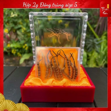 Đông Trùng Hạ Thảo Tây Tạng Nguyên Con 10 con Size 5 - Khô Tự Nhiên, Tăng Sức Đề Kháng, Giá Giảm 1.49 Triệu