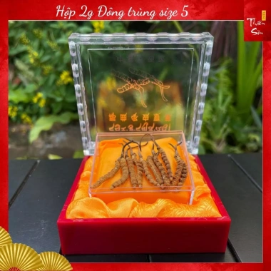 Đông Trùng Hạ Thảo Tây Tạng Nguyên Con 10 con Size 5 - Khô Tự Nhiên, Tăng Sức Đề Kháng, Giá Giảm 1.49 Triệu