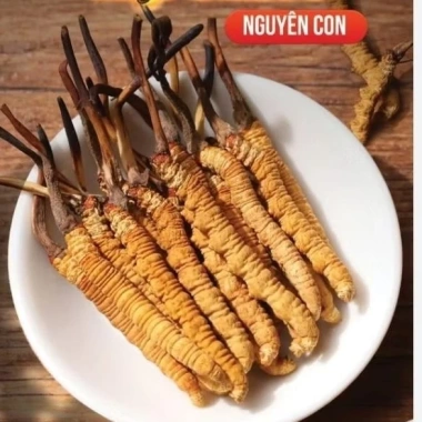 Đông Trùng Hạ Thảo Tây Tạng Tự Nhiên 1 Con - Bổ Phổi, Bổ Thận, Tăng Cường Sức Khỏe Nam Giới - Giá 133.000 VND