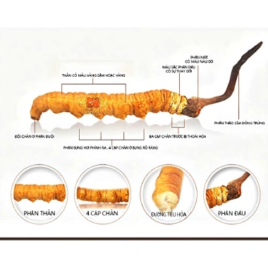 Đông Trùng Hạ Thảo Tây Tạng Tự Nhiên 1 Con - Bổ Phổi, Bổ Thận, Tăng Cường Sức Khỏe Nam Giới - Giá 133.000 VND 4 Đông Trùng Hạ Thảo Tây Tạng Tự Nhiên 1 Con - Bổ Phổi, Bổ Thận, Tăng Cường Sức Khỏe Nam Giới - Giá 133.000 VND 4