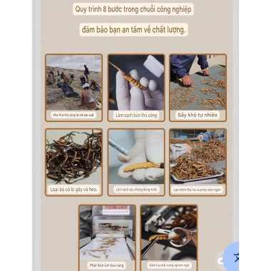 Đông Trùng Hạ Thảo Tây Tạng Tự Nhiên 1 Con - Bổ Phổi, Bổ Thận, Tăng Cường Sức Khỏe Nam Giới - Giá 133.000 VND