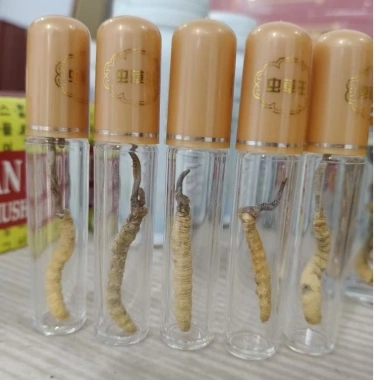 Đông Trùng Hạ Thảo Tây Tạng Tự Nhiên 1 Con - Bổ Phổi, Bổ Thận, Tăng Cường Sức Khỏe Nam Giới - Giá 133.000 VND