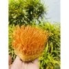 Đông Trùng Hạ Thảo Tươi 1 Hộp - Tăng Cường Sức Khỏe, Hỗ Trợ Miễn Dịch, Giá 70,000đ 3