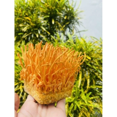Đông Trùng Hạ Thảo Tươi 1 Hộp - Tăng Cường Sức Khỏe, Hỗ Trợ Miễn Dịch, Giá 70,000đ 3 Đông Trùng Hạ Thảo Tươi 1 Hộp - Tăng Cường Sức Khỏe, Hỗ Trợ Miễn Dịch, Giá 70,000đ 3