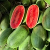 Dưa Hấu Đường Siêu Ngọt, Vỏ Mỏng - Giá chỉ 19,000 VNĐ, Tươi Ngon, Giá Rẻ 5