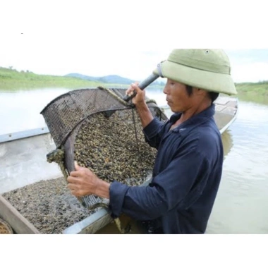 Dụng cụ cào hến ốc trên sông - Tiện lợi, bền chắc, giảm giá 260.000 VND