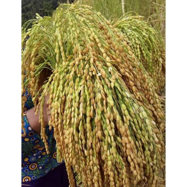 Gạo Nếp Cái Hoa Vàng 1kg Độ Dẻo Cao, Thơm Ngọt Dịu, Lý Tưởng Nấu Xôi & Gói Bánh Chưng, Giá 41,125 VND 6