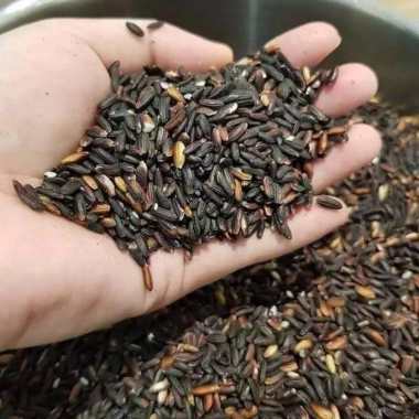 Gạo Nếp Cẩm Bổ Huyết Thượng Hạng 1kg - Giảm Giá Đặc Biệt 60k, Dinh Dưỡng Tăng Máu 4 Gạo Nếp Cẩm Bổ Huyết Thượng Hạng 1kg - Giảm Giá Đặc Biệt 60k, Dinh Dưỡng Tăng Máu 4