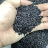 Gạo Nếp Cẩm Nếp Than 1kg - Hút chân không, thơm ngon dẻo ngọt, chỉ 24.000₫ 3