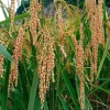 Gạo nếp Mường Chanh - Gạo vàng Sơn La, giá 70.000đ, hạt dẻ thơm ngon, chất lượng 6