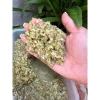 Gạo nếp non Khẩu Hang Tú Lệ - Cốm nếp đặc sản núi rừng Tây Bắc, giảm giá 133k 3