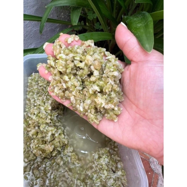 Gạo nếp non Khẩu Hang Tú Lệ - Cốm nếp đặc sản núi rừng Tây Bắc, giảm giá 133k 3