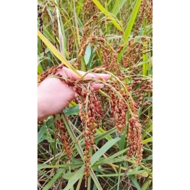 Gạo Nếp Nương Đặc Sản Lào Cai – Hạt Thơm Ngon, Dinh Dưỡng, Giá Ưu Đãi 125k 4