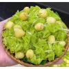 Gạo Nếp Nương Đặc Sản Lào Cai – Hạt Thơm Ngon, Dinh Dưỡng, Giá Ưu Đãi 125k 6
