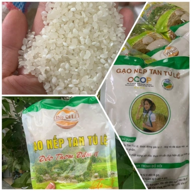 Gạo Nếp Tan Tú Lệ OCOP 4 Sao Đặc Sản Yên Bái 2kg - Giá ưu đãi 138.000đ