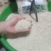 Gạo Nếp Tú Lệ Đặc Sản Yên Bái Thơm, Loại 1 Không Pha Trộn, Giá Ưu Đãi 40.000đ 6