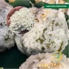 Gạo Phúc Cư 5kg Nếp Quýt Kinh Môn 6 tháng tuổi, hạt to tròn, nấu xôi, làm bánh - Giá ưu đãi 210.000 VND 2