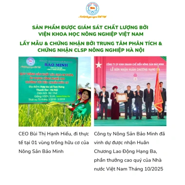 Gạo ST25 Lúa Ruộng Rươi Bảo Minh 3kg - Ngon Nhất, Thơm Mềm Dẻo, Đậm Đà, Giá 165k