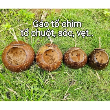 Gáo tổ chim, tổ chuột, tổ sóc, vẹt - Mài bóng đk 8-16cm, giá sỉ 19.000 VND 4 Gáo tổ chim, tổ chuột, tổ sóc, vẹt - Mài bóng đk 8-16cm, giá sỉ 19.000 VND 4