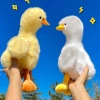 Gấu Bông Vịt Trời Đáng Yêu Nhiều Màu Sắc Mỏ Vàng – Quà Tặng Ý Nghĩa Giá 79.000 6