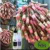 Gel Uốn Lạnh Petra Thảo Dược Không Mùi Cao Cấp 150mlx2 Hàn Quốc Giá Ưu Đãi 160k 6