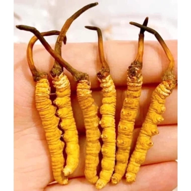 GIÁ SHOCK Đông Trùng Hạ Thảo Nguyên Con Bhutan 10gr Thượng Phẩm Đại Bổ MS01