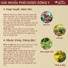 Giảm Mỡ Lá Nam Detox An Khang - Thải Mỡ Bụng, Kiểm Soát Cân Nặng, 100.000 VND 7