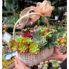 Giỏ hoa trồng sẵn sen đá hoả tốc – Trang trí nội thất đẹp, chỉ 280.000₫