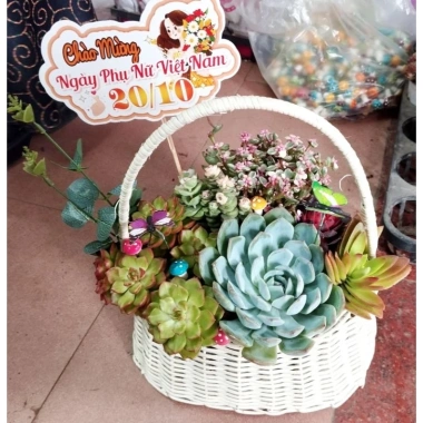 Giỏ hoa trồng sẵn sen đá hoả tốc – Trang trí nội thất đẹp, chỉ 280.000₫