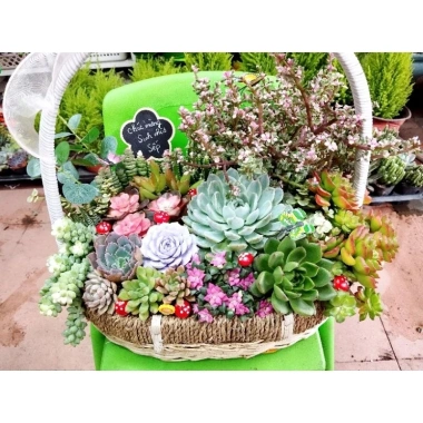 Giỏ hoa trồng sẵn sen đá hoả tốc – Trang trí nội thất đẹp, chỉ 280.000₫