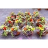 Giỏ hoa trồng sẵn sen đá hoả tốc – Trang trí nội thất đẹp, chỉ 280.000₫ 8
