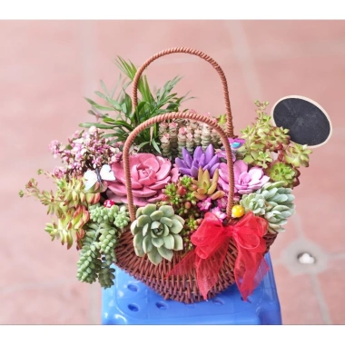 Giỏ hoa trồng sẵn sen đá hoả tốc – Trang trí nội thất đẹp, chỉ 280.000₫