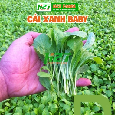 Giống Cải Xanh Baby Ăn Non – Rau sạch Giá 30.000₫ giảm từ 37.500 – Thegioihatgiong