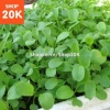 Giống Cải Xanh Baby Ăn Non – Rau sạch Giá 30.000₫ giảm từ 37.500 – Thegioihatgiong 2