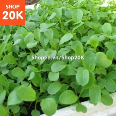 Giống Cải Xanh Baby Ăn Non – Rau sạch Giá 30.000₫ giảm từ 37.500 – Thegioihatgiong