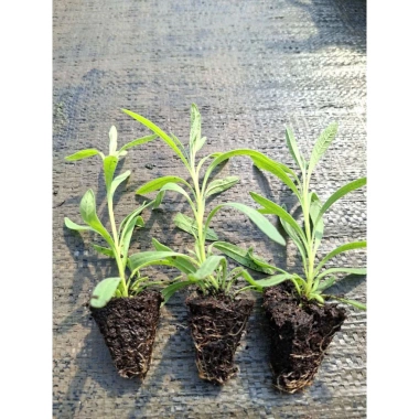 Giống Lavender Hoa Oải Hương ươm vỉ - Giá 21.000₫, trồng nhanh, thơm ngát