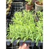 Giống Lavender Hoa Oải Hương ươm vỉ - Giá 21.000₫, trồng nhanh, thơm ngát 2
