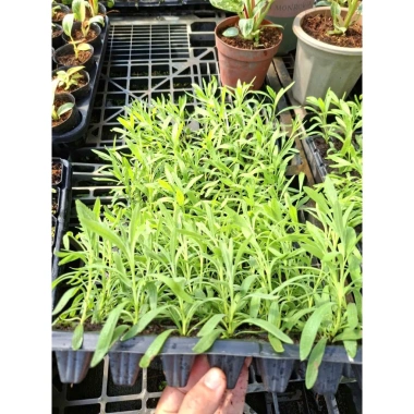 Giống Lavender Hoa Oải Hương ươm vỉ - Giá 21.000₫, trồng nhanh, thơm ngát 2 Giống Lavender Hoa Oải Hương ươm vỉ - Giá 21.000₫, trồng nhanh, thơm ngát 2