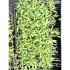 Giống Lavender Hoa Oải Hương ươm vỉ - Giá 21.000₫, trồng nhanh, thơm ngát 3
