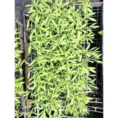 Giống Lavender Hoa Oải Hương ươm vỉ - Giá 21.000₫, trồng nhanh, thơm ngát