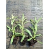 Giống Lavender Hoa Oải Hương ươm vỉ - Giá 21.000₫, trồng nhanh, thơm ngát 4
