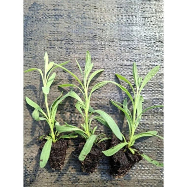 Giống Lavender Hoa Oải Hương ươm vỉ - Giá 21.000₫, trồng nhanh, thơm ngát
