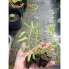 Giống Lavender Hoa Oải Hương ươm vỉ - Giá 21.000₫, trồng nhanh, thơm ngát 5