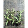Giống Lavender Hoa Oải Hương ươm vỉ - Giá 21.000₫, trồng nhanh, thơm ngát 6