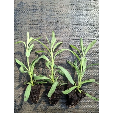 Giống Lavender Hoa Oải Hương ươm vỉ - Giá 21.000₫, trồng nhanh, thơm ngát