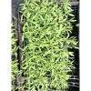 Giống Lavender Hoa Oải Hương ươm vỉ - Giá 21.000₫, trồng nhanh, thơm ngát 7