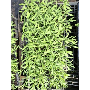 Giống Lavender Hoa Oải Hương ươm vỉ - Giá 21.000₫, trồng nhanh, thơm ngát 7 Giống Lavender Hoa Oải Hương ươm vỉ - Giá 21.000₫, trồng nhanh, thơm ngát 7